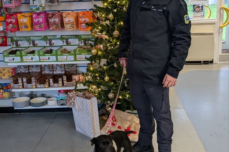RSPCA Animal Rescue Officer Ethan Griffin, 20, from Swansea, will be working on Christmas Eve. (pictured with Marley who is at Llys Nini in Penllegaer, Swansea, and is looking for a home)