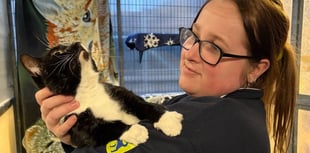 RSPCA heroes working over Christmas to save abandoned animals in Wales