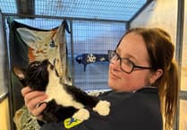 RSPCA heroes working over Christmas to save abandoned animals in Wales