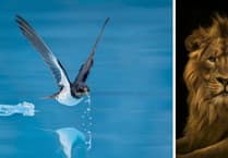 Tenby Camera Club Nature Competition winners