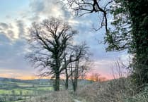 Narberth Town Council's 'biodiversity' report published