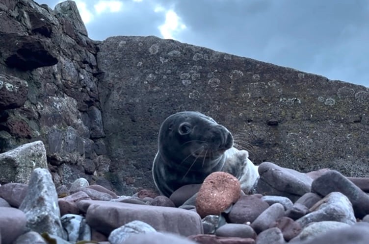 seal pup Pembrokeshire
