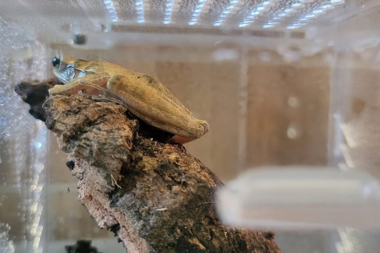 Lucky has now taken up residence at Dr Beynon's Bug Farm in Pembrokeshire