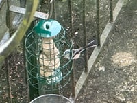 Long-tailed tit visits town garden, Pembroke Dock