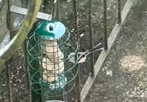 WATCH: Long-tailed tit visits town garden, Pembroke Dock