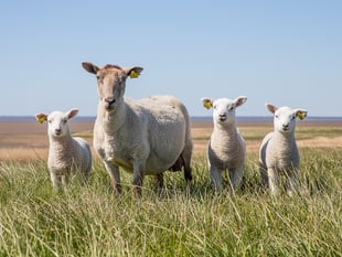 NSA launches survey on sheep worrying by dogs