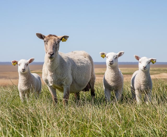 NSA launches survey on sheep worrying by dogs