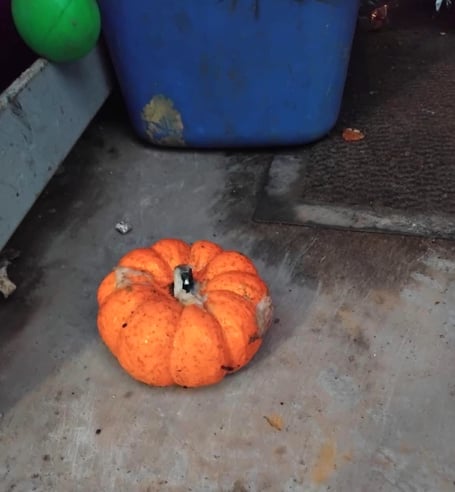 Whitland toilet pumpkin