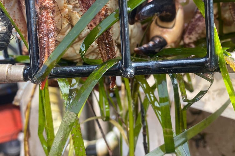 Seagrass caught in pots (credit Mark Gainfort)