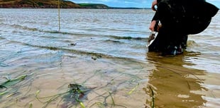 Pembrokeshire fishers and seagrass conservation