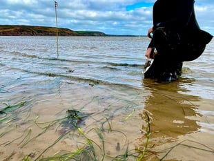Pembrokeshire fishers and seagrass conservation