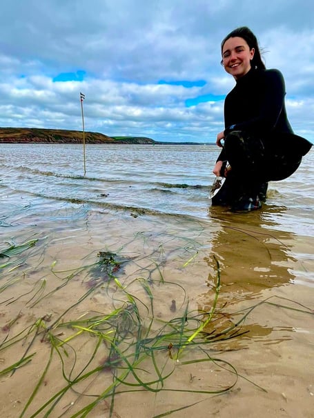 Planting seagrass in Dale