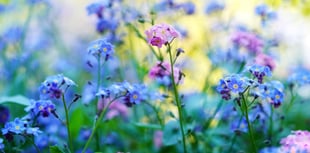 Hywel Dda supports grieving families with seeds