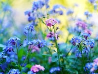 Hywel Dda supports grieving families with seeds