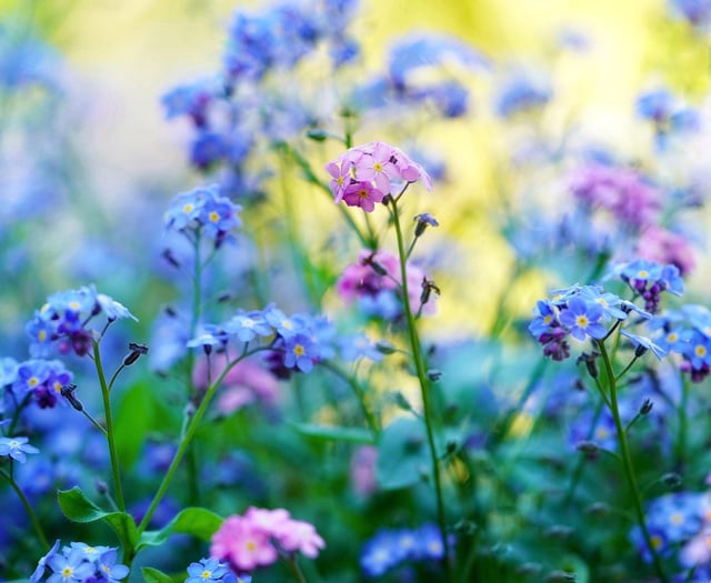 Hywel Dda supports grieving families with seeds