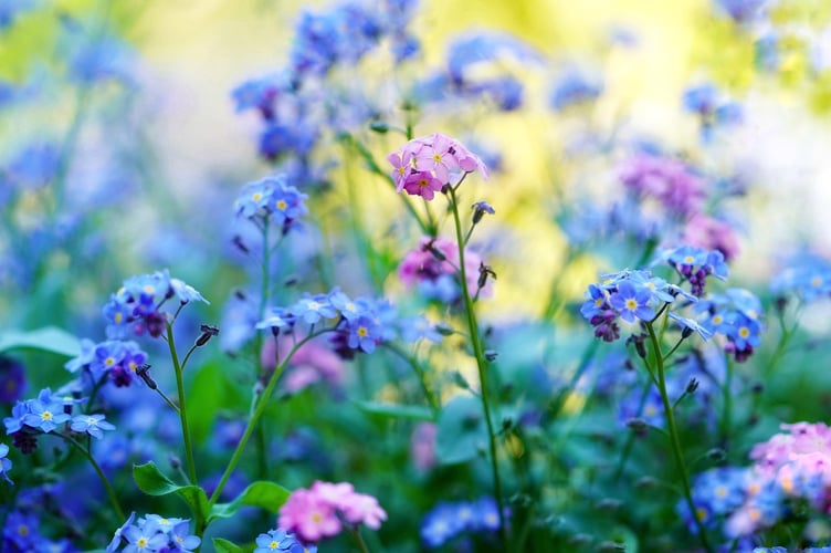 Forget me nots