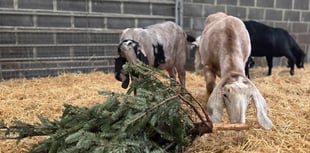 Saundersfoot Christmas trees give goats a treat!