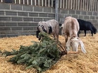 Saundersfoot Christmas trees give goats a treat!