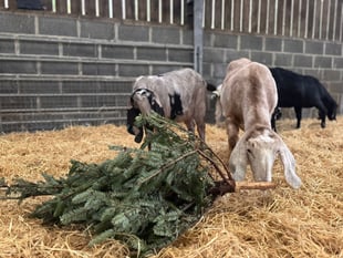 Saundersfoot Christmas trees give goats a treat!
