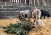 Saundersfoot Christmas trees give goats a treat!