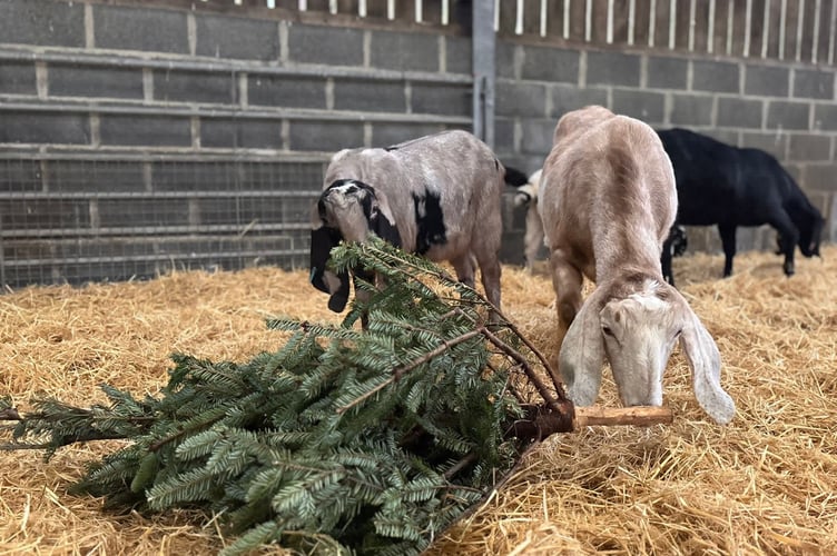 As well as reducing waste, the recycling sure has put a smile on the goat’s faces!