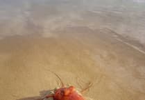Photographer discovers Octopus on North Beach, Tenby