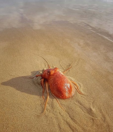 Octopus in the sand on North Beach, Tenby