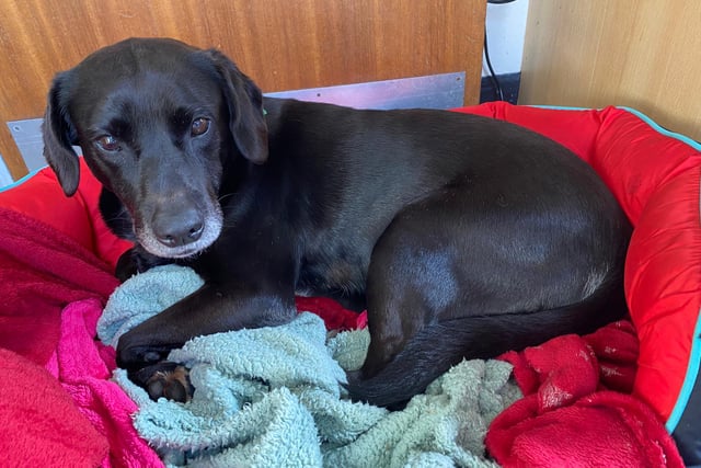 Woman banned from keeping animals for 10 years
