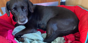 Woman banned from keeping animals for 10 years