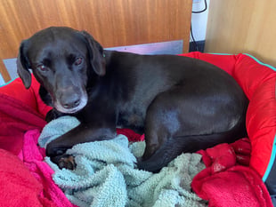 Woman banned from keeping animals for 10 years