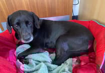 10-year animal ban for Pembrokeshire woman after RSPCA case