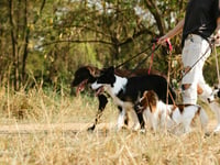 Dog owners reminded: Enjoy countryside responsibly