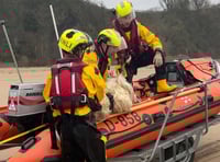 Tenby RNLI race to rescue sheep from sea
