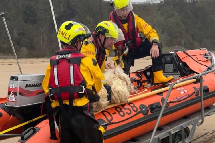 Tenby RNLI sheep