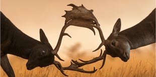 Tenby Camera Club's successful start to 2026