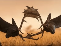 Tenby Camera Club's successful start to 2026