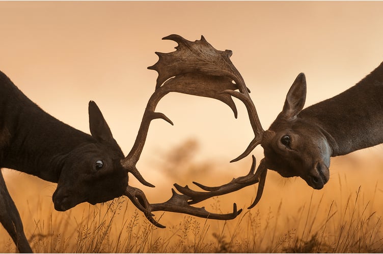 John Powell for ‘Head to Head’