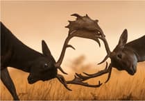 Tenby Camera Club's successful start to 2026