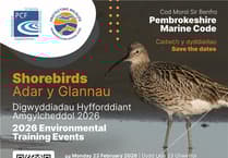 Join Pembrokeshire shorebird training events