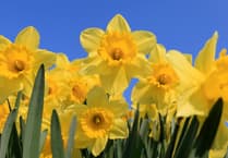 Celebrate St David's Day in Carmarthenshire