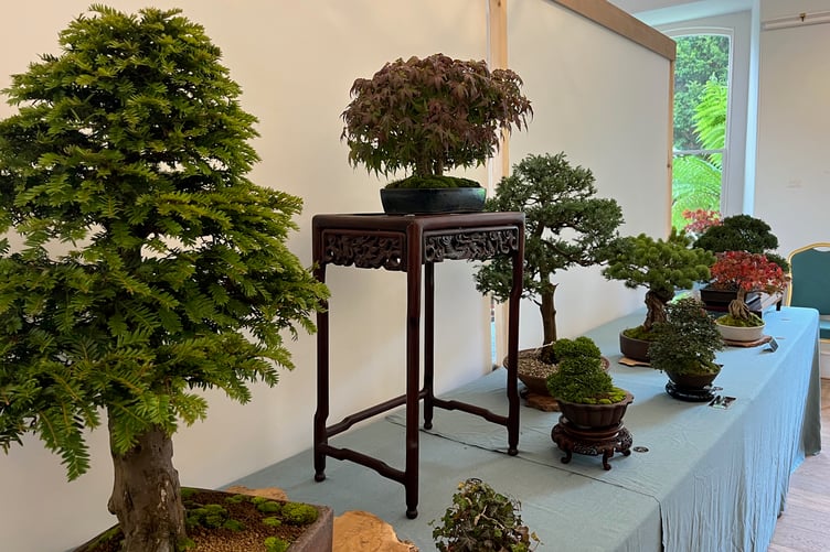 2025 Dragon Bonsai Autumn Show at Aberglasney