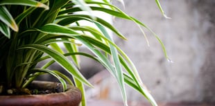 £5m Green Homes Wales boost for Welsh households