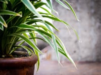 £5m Green Homes Wales boost for Welsh households