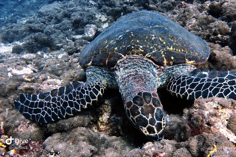Hawksbill turtle