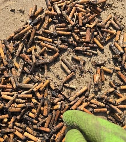 Julie Davies revealed: “There were 648 cigarette butts! That's six hundred and forty eight toxic little plastic pieces that never made it onto our pavements, roads, flowerpots, Sensory Garden, beach, or into the sea!