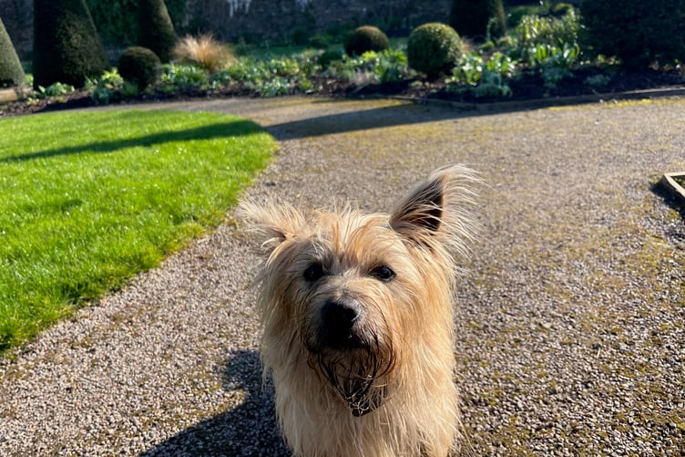 Aberglasney allows dogs to visit the gardens