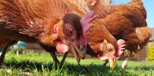 Urgent appeal: 180 retired hens need homes in Pembrokeshire