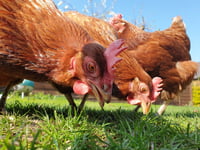 Urgent appeal: 180 retired hens need homes in Pembrokeshire