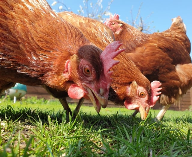 Urgent appeal: 180 retired hens need homes in Pembrokeshire