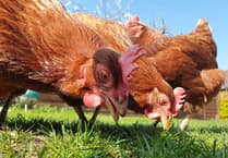 Urgent appeal: 180 retired hens need homes in Pembrokeshire